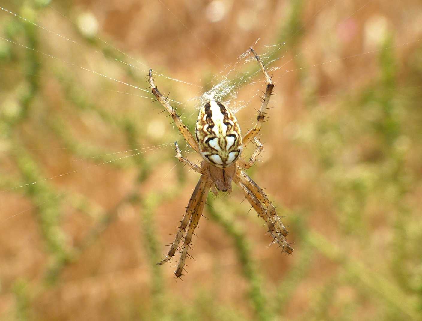 Carrellata di Neoscona adianta